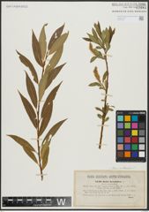 Foto von Salix alba L. x Salix pentandra L.